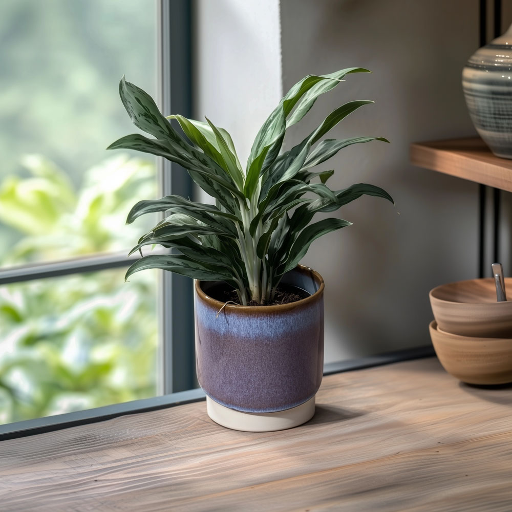 Silver Queen Chinese Evergreen