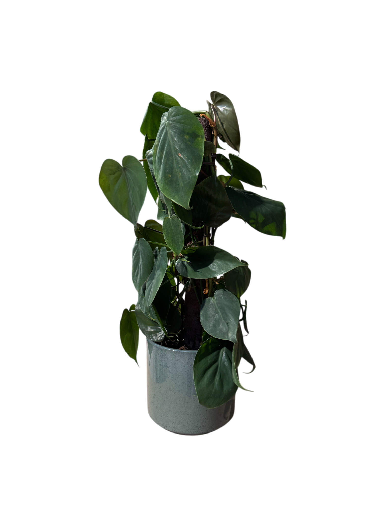 Climbing Green Pothos - Image 5