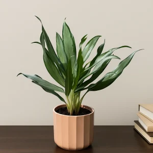 Silver Bay Chinese Evergreen