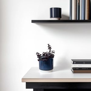 Spiderwort Zebrina Deep Purple