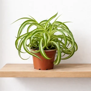Spider Plant 'Bonnie'