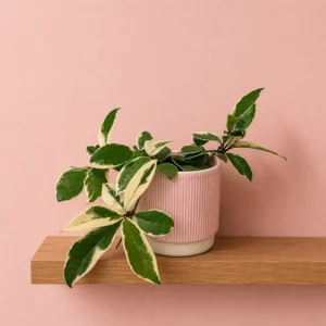 Tricolour Wax Plant