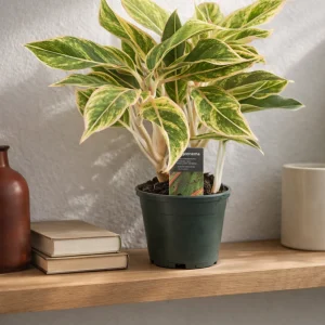 Lipstick Pink Chinese Evergreen