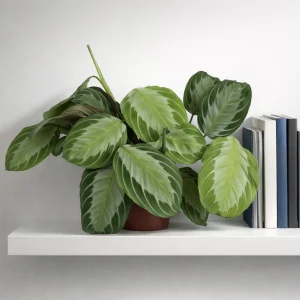 Maranta 'Exclusive Grey'