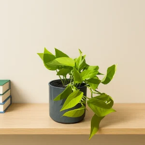Neon Pothos