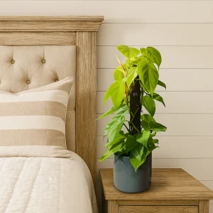 Climbing Neon Epipremnum