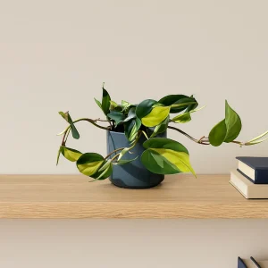 Philodendron Brasil