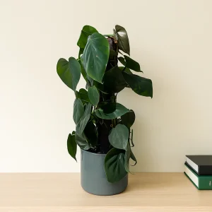 Climbing Green Pothos