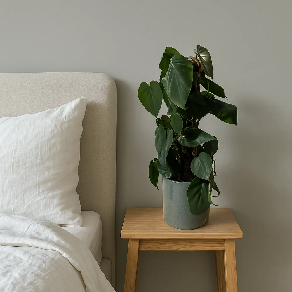 Climbing Green Pothos - Image 2