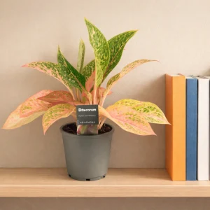 Prestige Chinese Evergreen