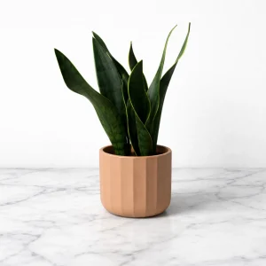 Snake Plant Black Coral