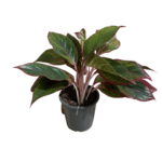 No decorative pot