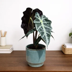 Polly Alocasia