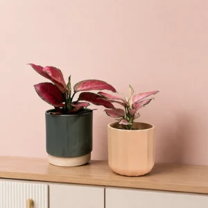 Cherry Baby Chinese Evergreen