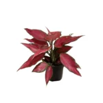 No decorative pot
