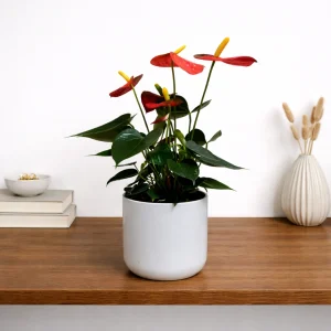Coral Flamingo Flower Champion