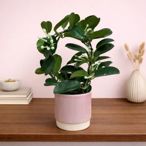 Madagascan Jasmine
