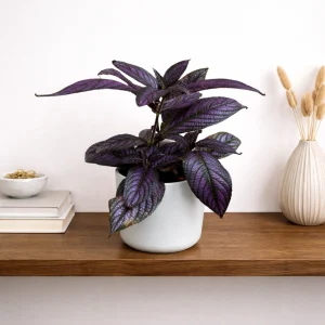 Persian Shield