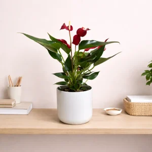 Red Flamingo Lilli
