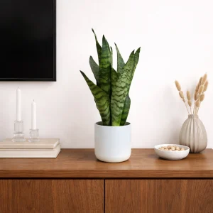 Snake Plant 'Silver Stripe'