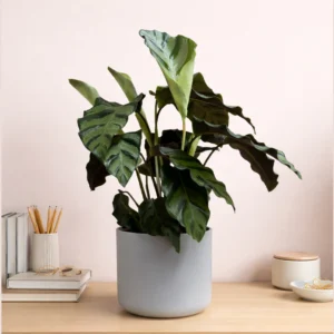 Greenstar Prayer Plant