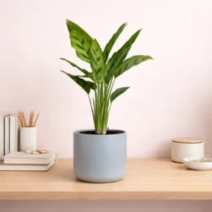 Leopard Plant
