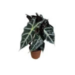 No decorative pot