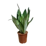 No decorative pot