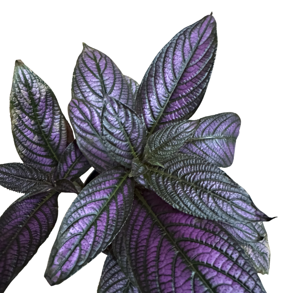 Persian Shield - Image 3