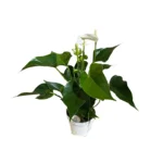 No decorative pot