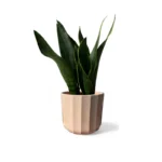 Apricot Positano Geo Pot