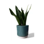 Eno Green Pot