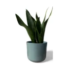 Sage Lisbon Pot