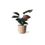 Apricot Positano Geo Pot