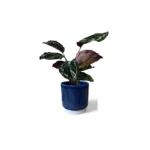 Blue Athens Ribbed Pot
