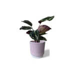 Pink Athens Ribbed Pot