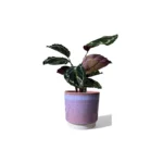 Copenhagen Two Tone Pink Pot
