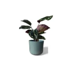 Sage Lisbon Pot