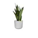 Light Grey Lisbon Pot