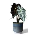 Copenhagen Two Tone Aqua Pot