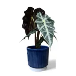 Athens Blue Ribbed Pot