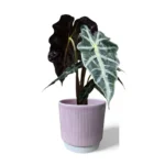 Athens Ribbed Pink Pot
