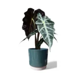 Eno Pot Green