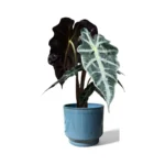 Mia Pot