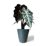 Reactive Green Orchid Pot