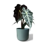 Sage Lisbon Pot