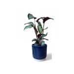 Athens Ribbed Blue Pot