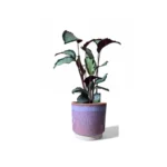 Copenhagen Two Tone Pink Pot