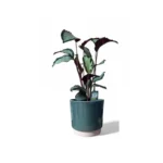Eno Green Pot