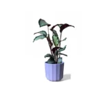 Positano Lilac Pot